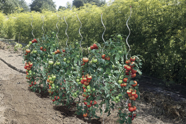 Tuteur tomate spirale